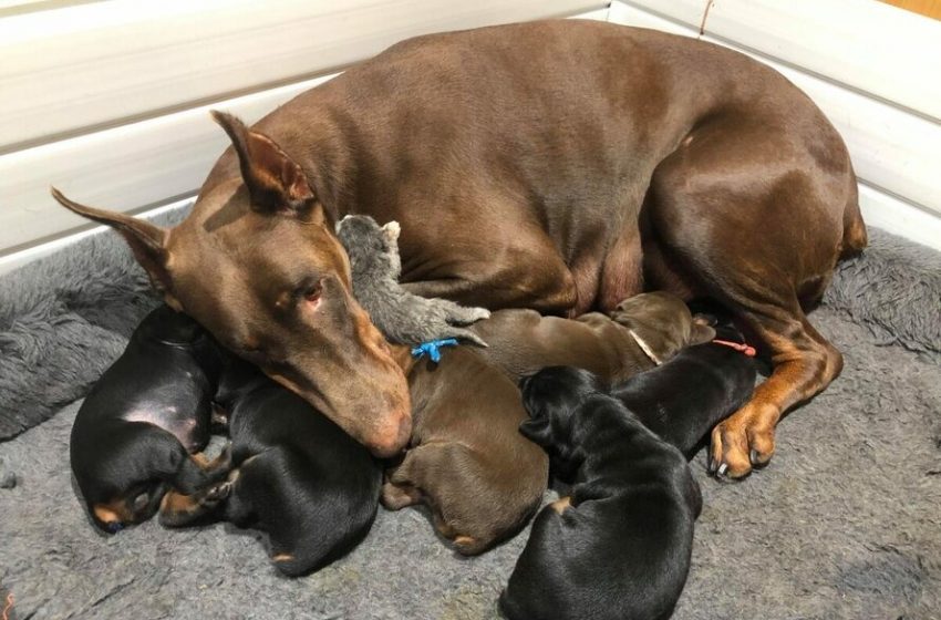  This Doberman Pinscher became a mother to a newborn kitten