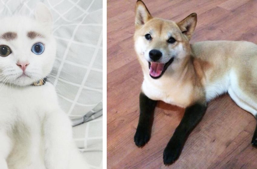 15 cats and dogs which are so unique that you will not find a second one
