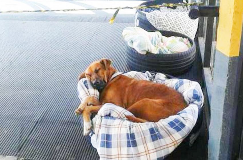  In cold weather, the bus station workers not only gave the stray dogs an overnight stay, but also arranged beds for them.