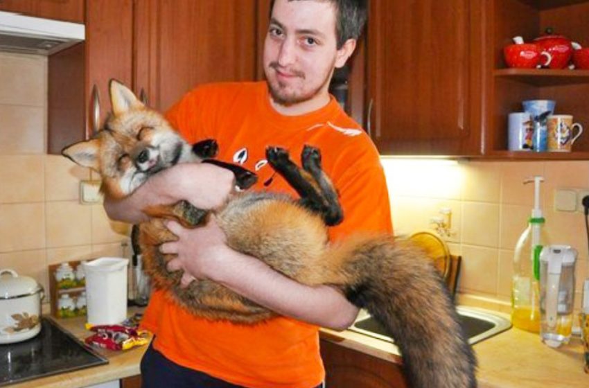  The guy took the sick fox from the fur farm, now it’s a real beautiful fox