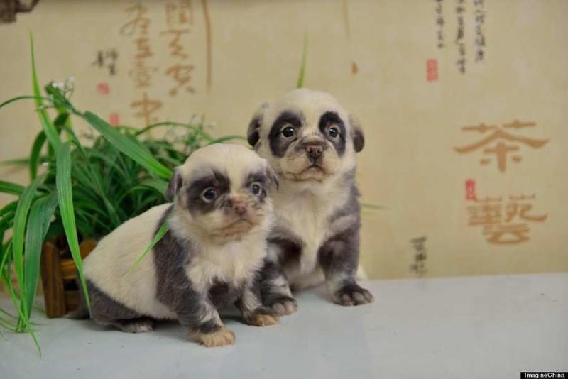  These adorable panda dogs might have started a new trend