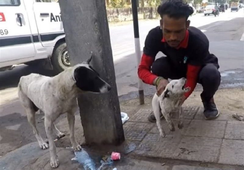  This clever dog did everything possible to save her puppy