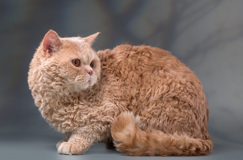  These photos of adorable cats with curly fur that will brighten your day