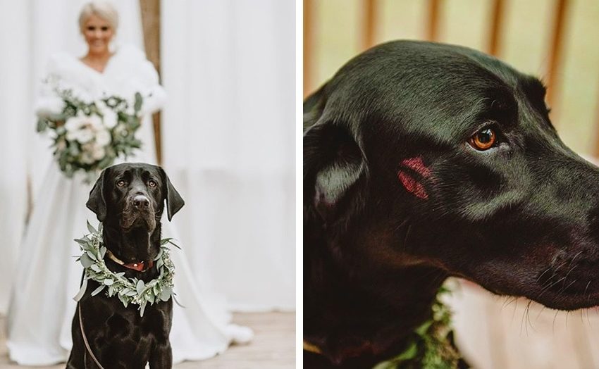  This four-pawed «groom» made a wedding photoshoot go viral