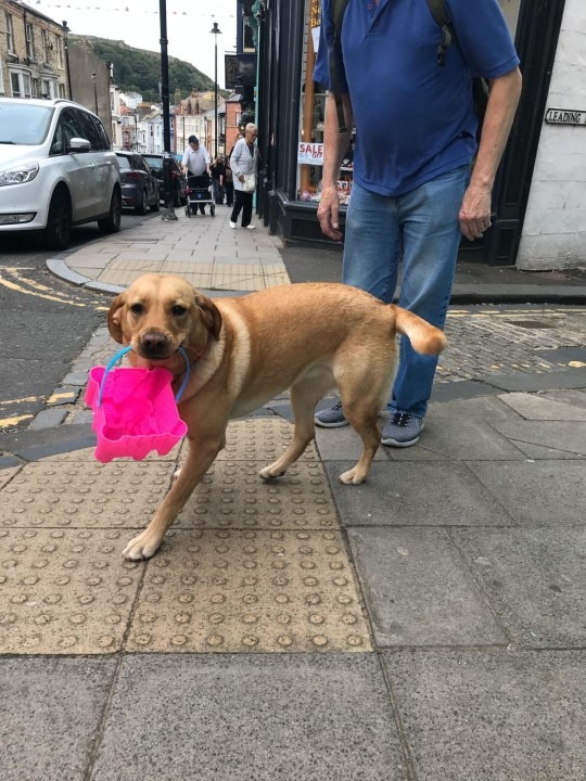 Labrador Molly Is Preserving The Environment By Removing Trash