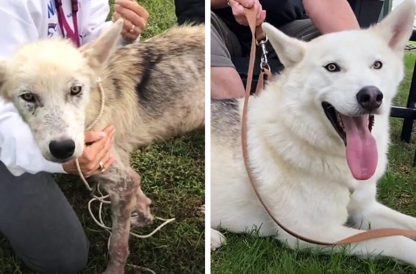  A miraculous recovery: this husky shows what love and care can do