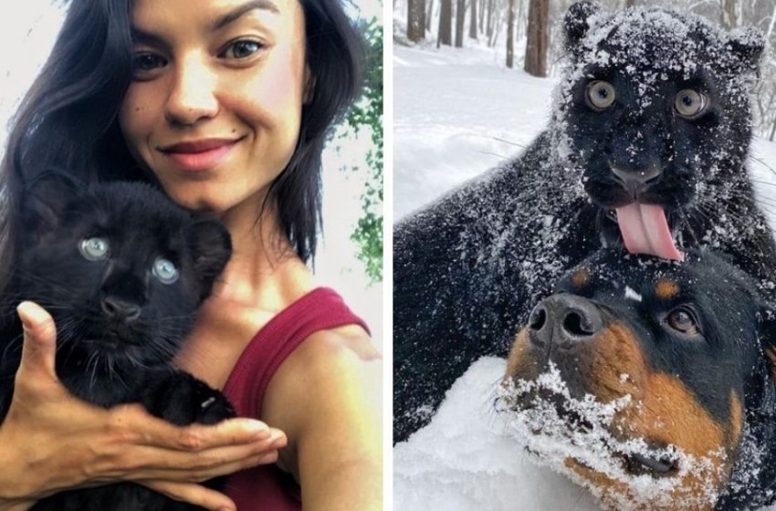  This gorgeous panther became best friends with a human and a dog