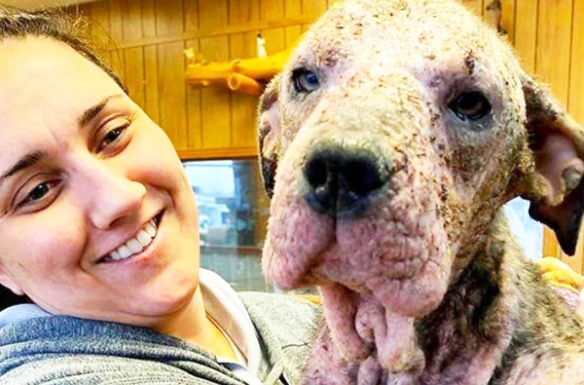  Thanks to human kindness, a poor dog`s life was transformed. Now you wouldn’t even recognise her