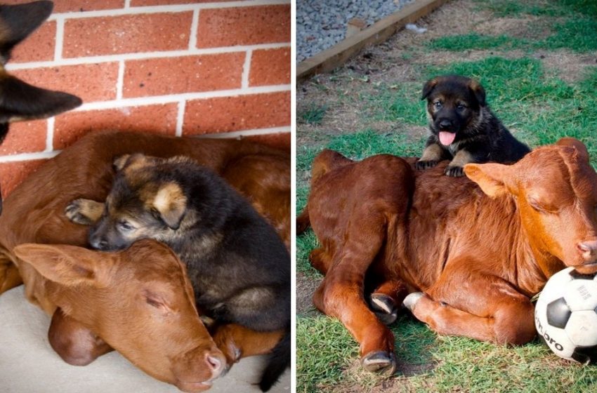  Meet the adorable calf who is convinced he is a dog
