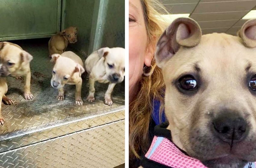  This rescued puppy has the most adorable «cinnamon rolls» ears