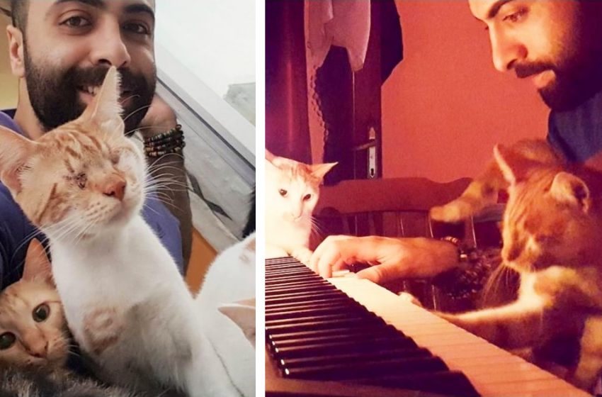  Rescued cats became the most devoted fans of this pianist