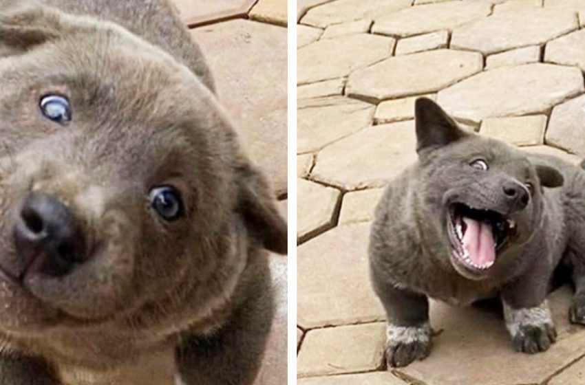  Meet a Catto-Doggo with the most cartoonish expressions