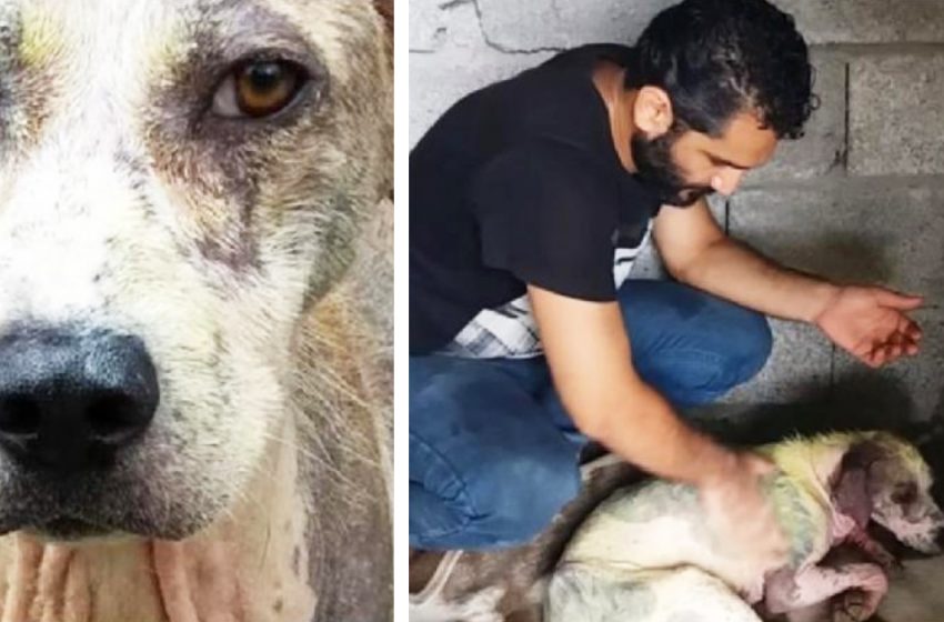  This stray dog was rescued and cured of painful skin disease