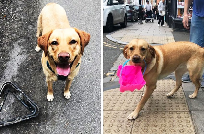  Labrador Molly is saving our planet by collecting garbage