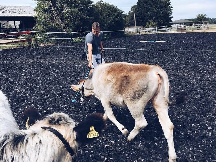 A Farmer Demonstrates That All Animals Merit Affection ILoveWoodWork