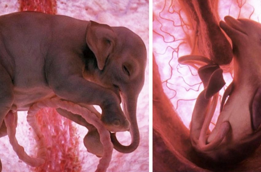  15 Impressive photos of unborn animals in their mother’s womb