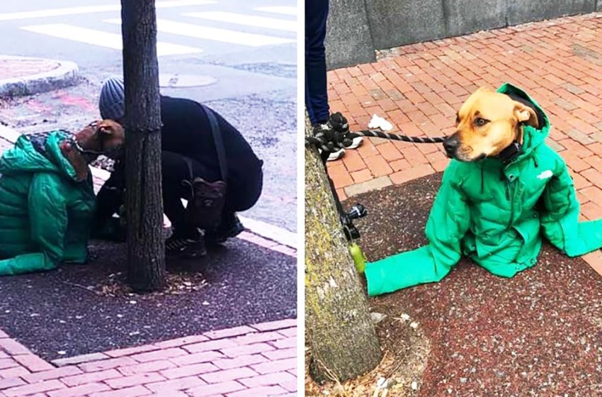  A camera captured a woman sharing her jacket with a freezing dog