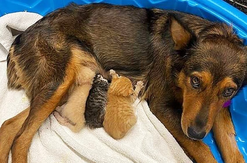  Orphaned kittens were adopted by a dog