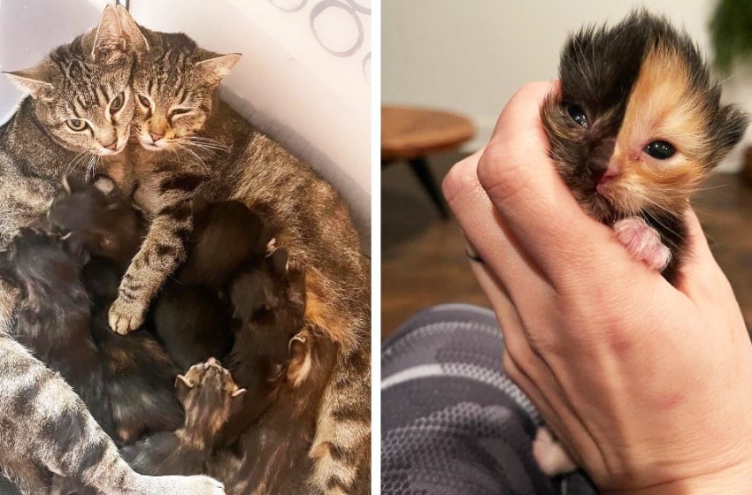  The Couple Saved the Life of the Tiny Kitten Left on the Street. And His Peculiar Color Wins Hearts