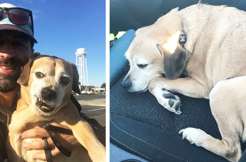  A stranger drives for 27 hours to help a dying woman meet her dog