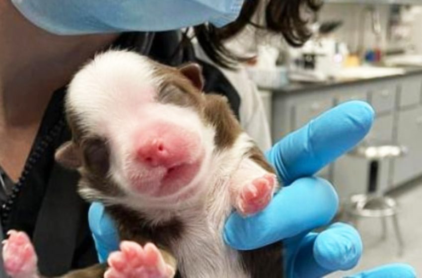  An unusual puppy with 6 legs and 2 tails was born in the USA. This little sweetie managed to amaze even veterinarians