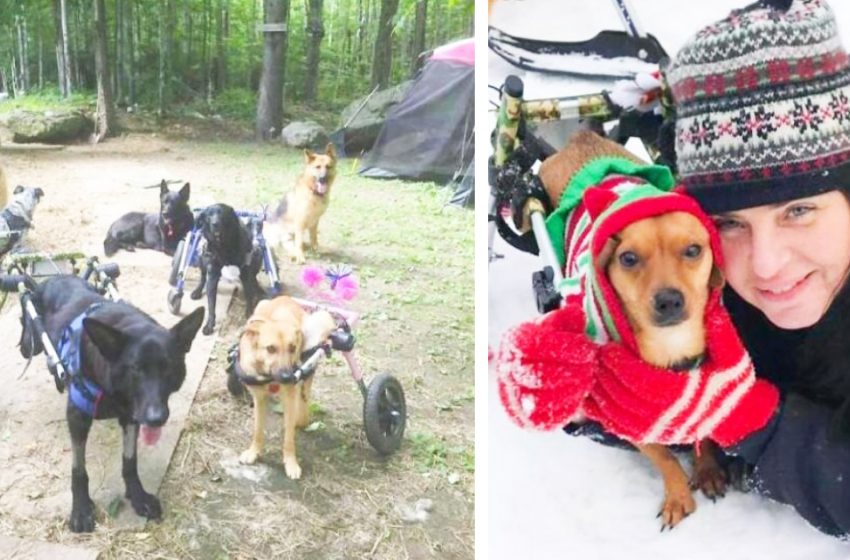  Cute dogs with disabilities are finally able to feel person`s love