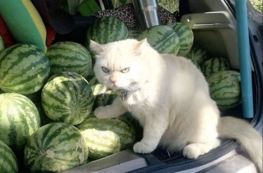  This cat intimidates people to protect watermelons