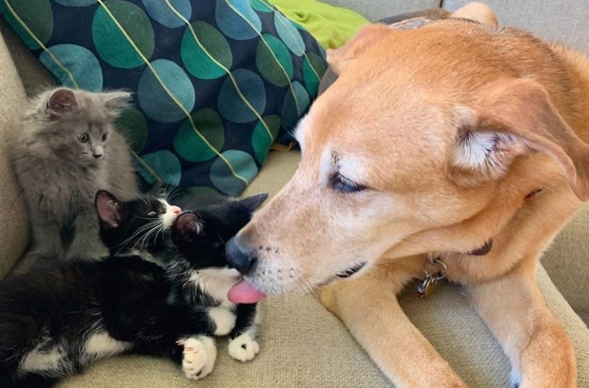  Rylan: an adopted dog who babysits kittens