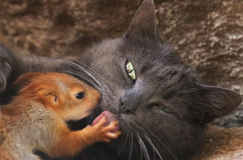  This big-hearted cat adopted squirrels