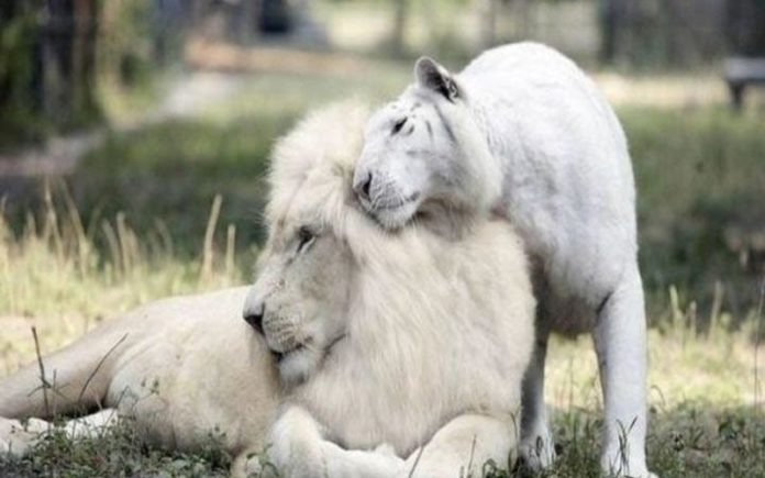 Meet first White Ligers — a cute miracle of the animal kingdom