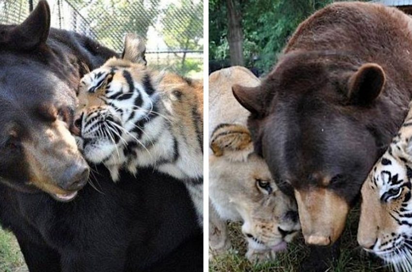  A bear, a tiger, and a lion became dear friends, and it is touching to the core