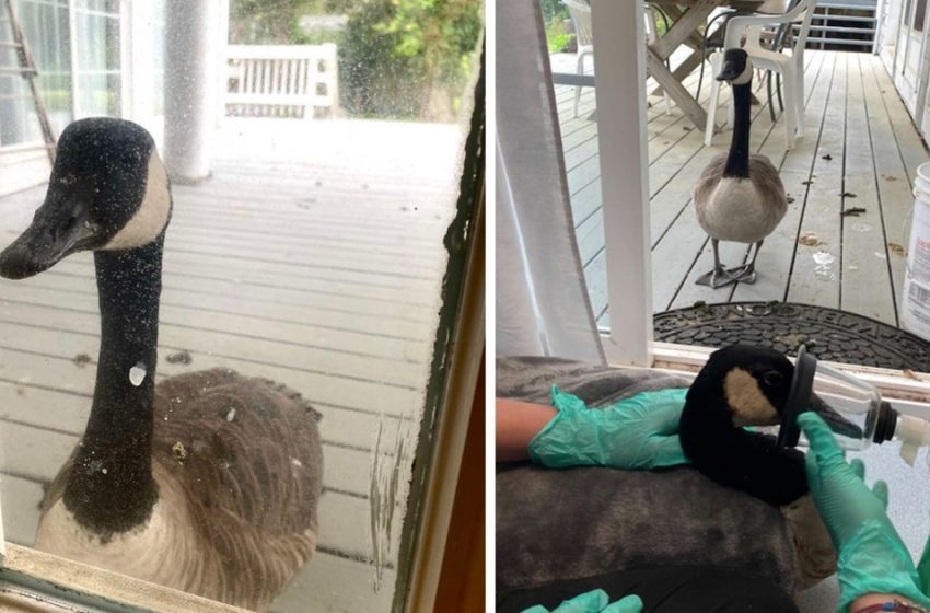  Caring goose was waiting hopefully in front of the hospital door when her mate was being operated