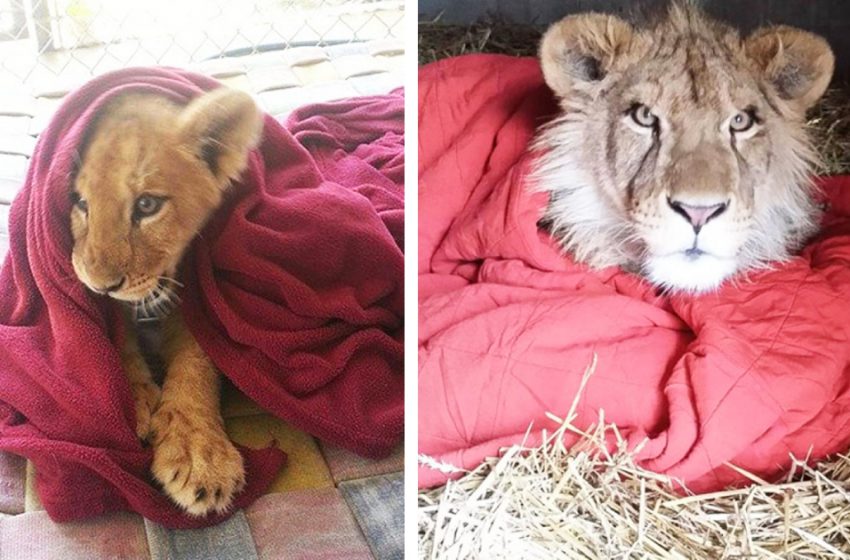  The baby lion has always slept with his blanket even when he is already grown