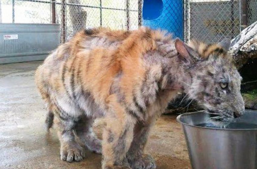  The rejected tiger cub was saved from the circus and completely recovered