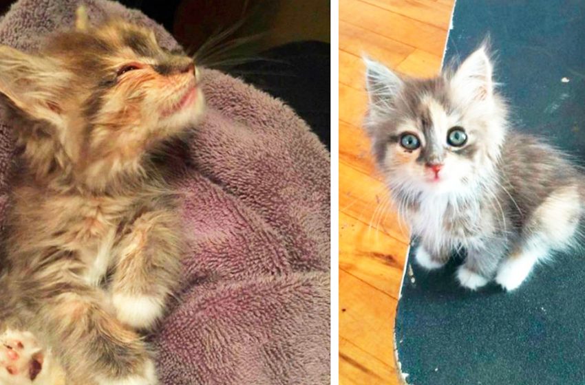  The adorable kitten chose her own owner and asked to come to his house