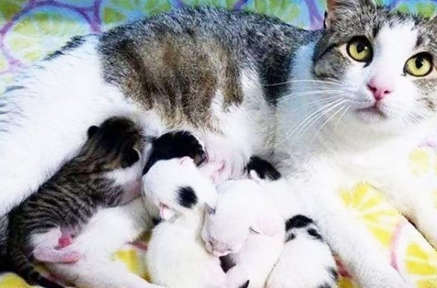  The cat came and asked to give birth to her kittens inside