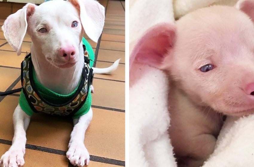  The little puppy was born deaf and blind. But he grew up and helped others