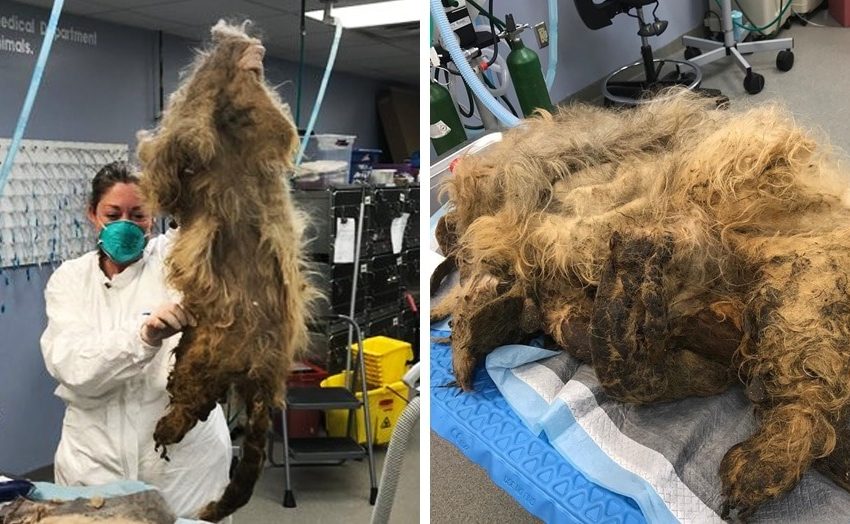  The dog was overgrown with hair and could not walk. But veterinarians showed what beauty was hidden under the fur