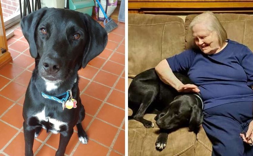  The grandmother was against the dog taken from the street. But he proved his loyalty and saved her life