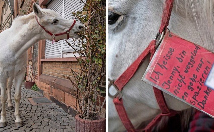  A horse living in Frankfurt has been out for a walk every morning all alone for 14 years