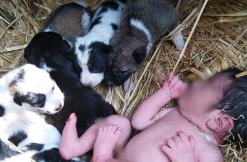  Puppies saved a newborn girl