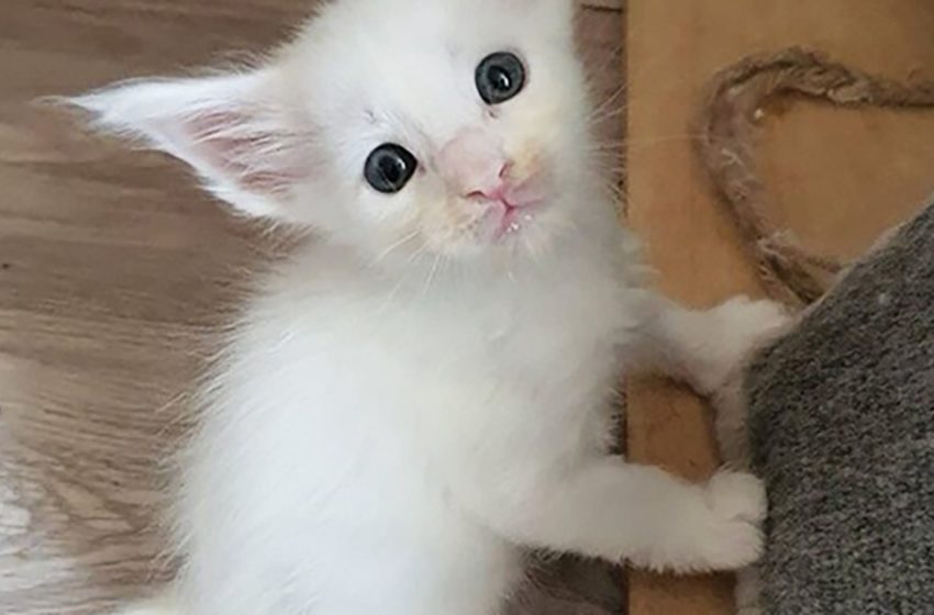  The girl bought an ordinary cat on the market, but a year later he turned into a «real wolf» with which it is impossible to cope