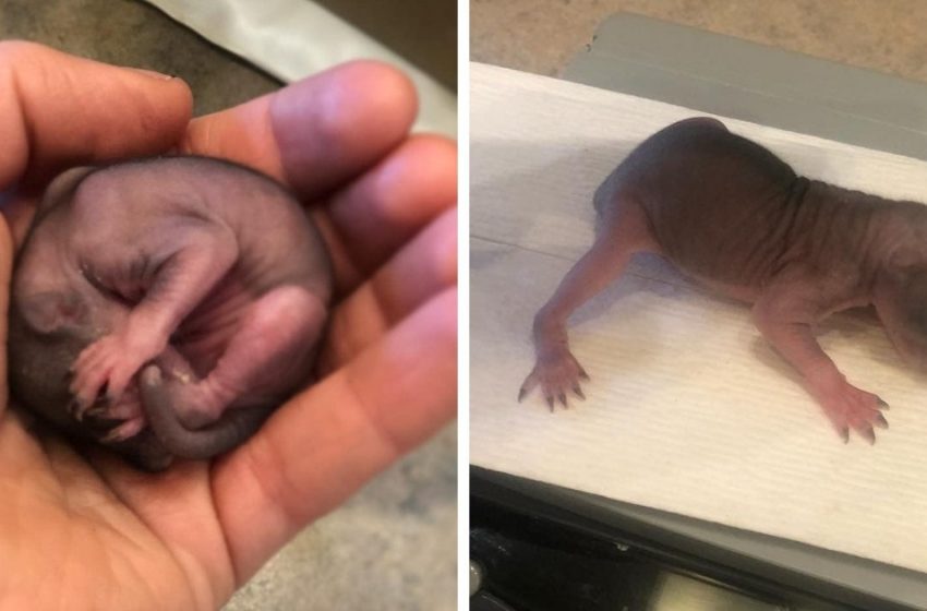  A woman found a small animal without parents on the street and decided to help him