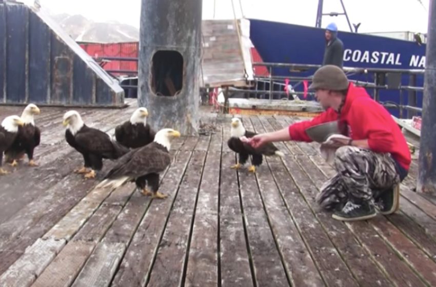  Alaskan man captured the scene he was feeding a huge flock of bald eagles