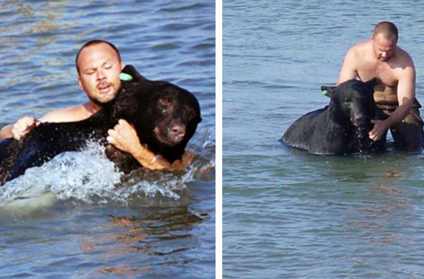  The courageous man risked his life to save the drowning black bear