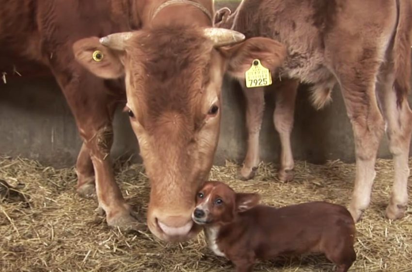  The dog became close friends with the cow and did not let sell her