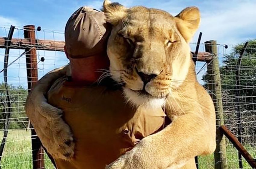  Lion hugs: a big cat and her loved man