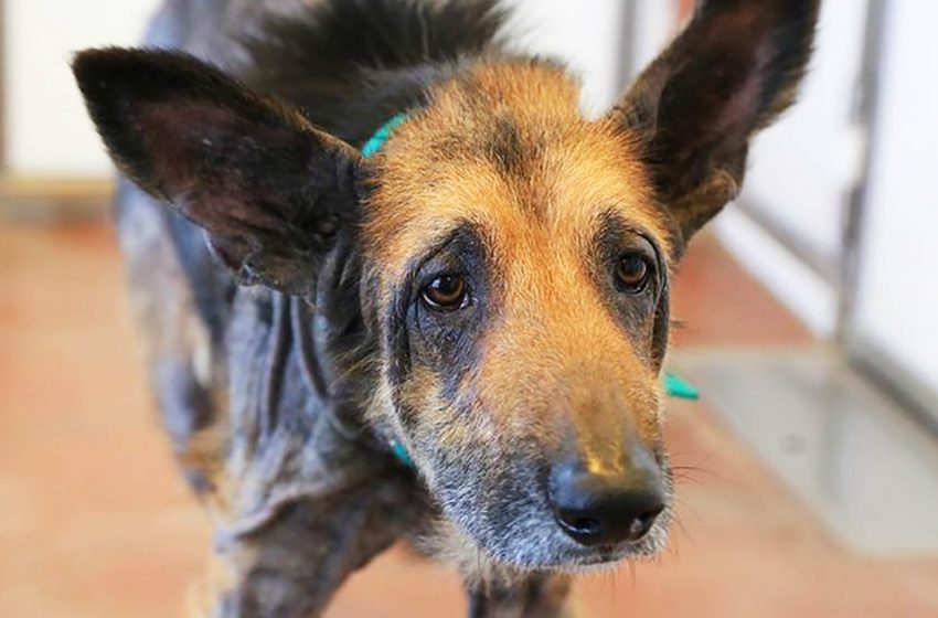  The homeless dog was brought to the volunteers in a terrible state, but they quickly showed what a handsome man was hiding in it.