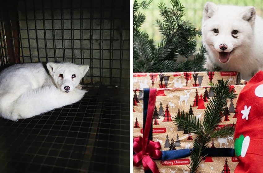  Animal rights defenders rescued a polar fox from a fur farm and proved that his happy face is better than any fur coats