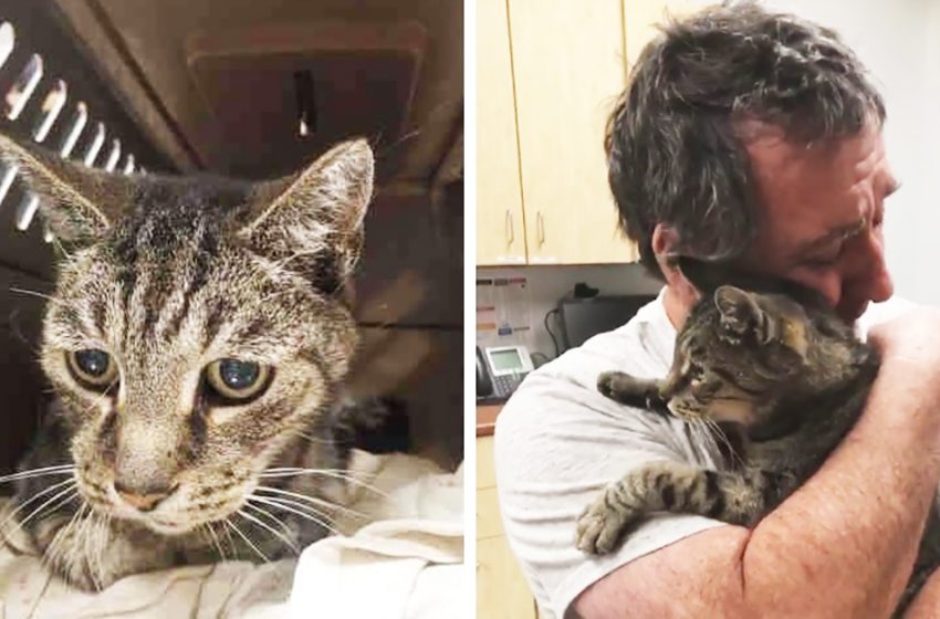  The man was looking for his cat unsuccessfully for a year. They met after 7 years, and you will not hold back tears